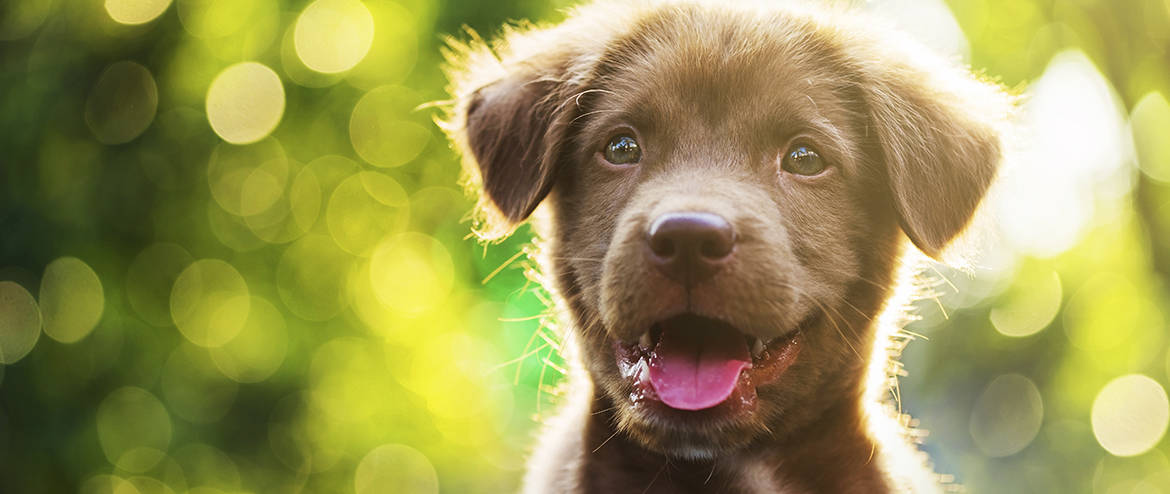 Blog-Photo-646108884_dog-pet_1170-x-494